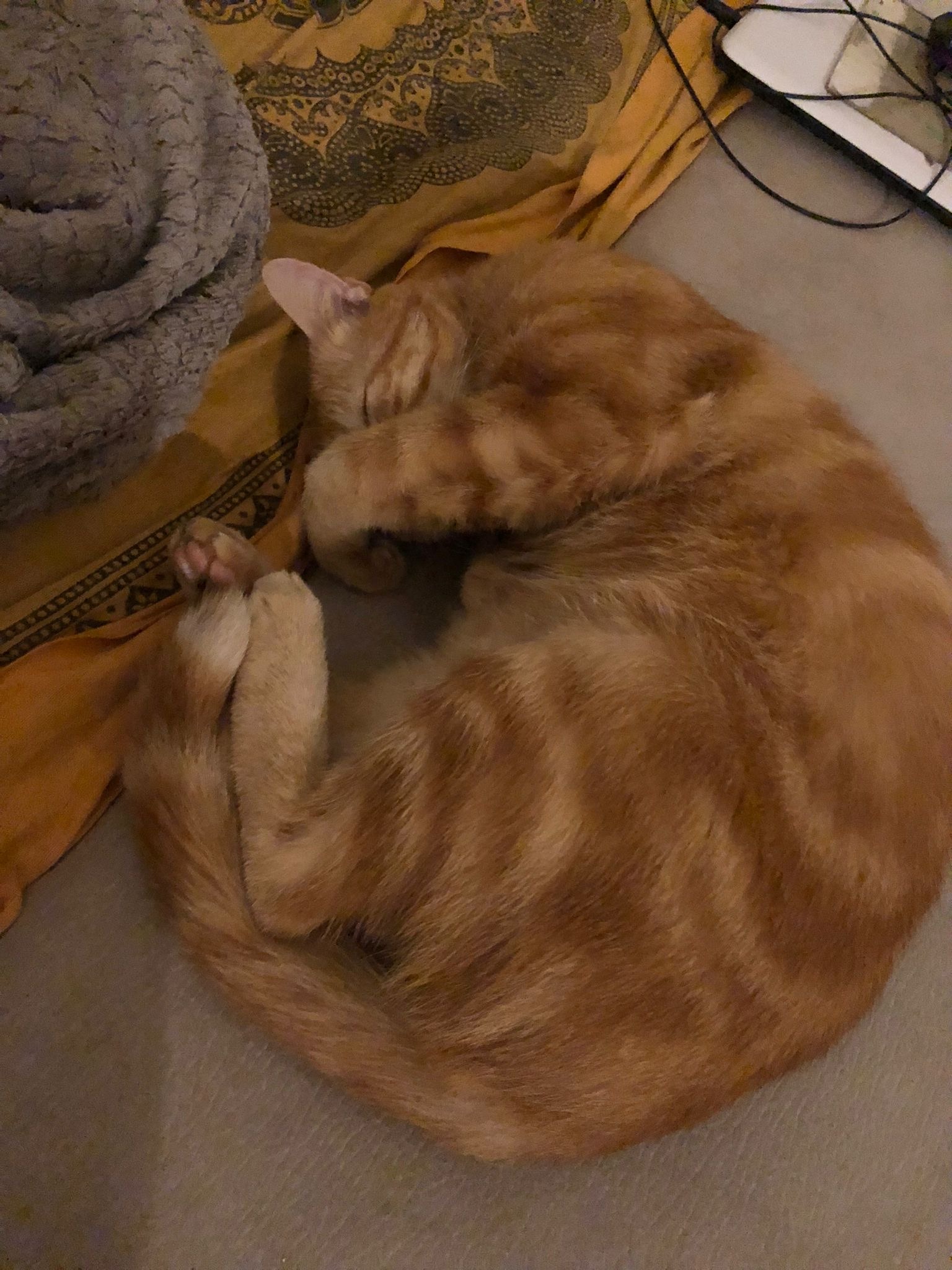 Genek - Bleienbach - Berne | Plans cul