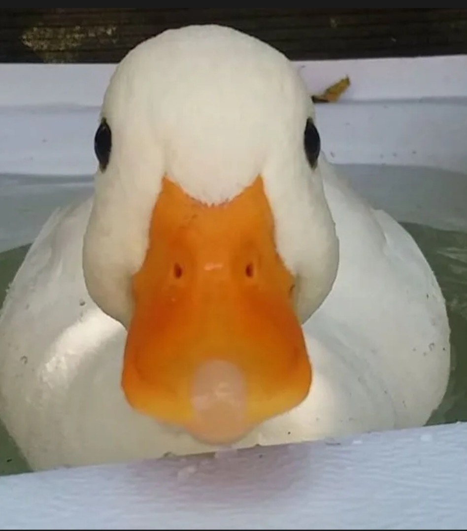 Harun - Jongny - Vaud | Plans cul