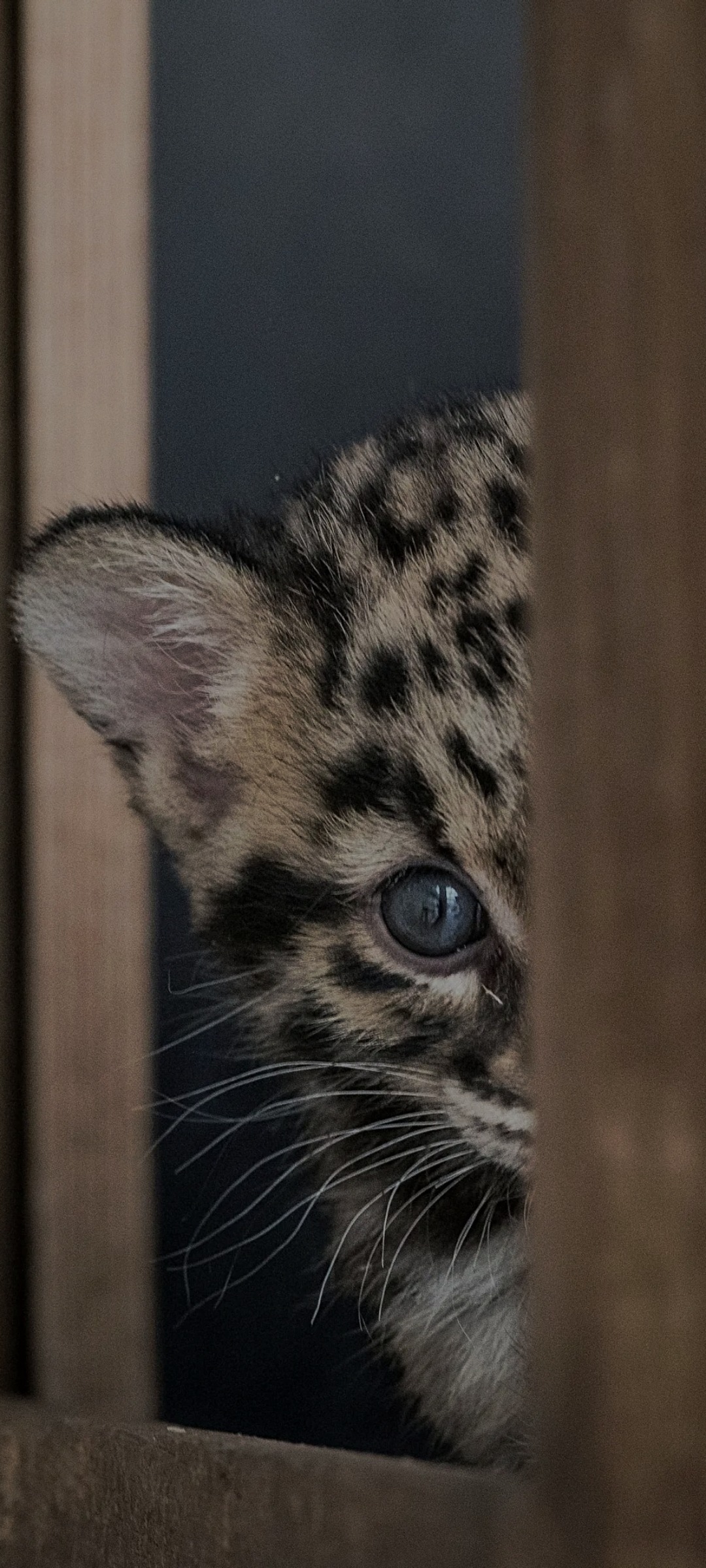 Keyvan - Lengnau AG - Argovie | Plans cul